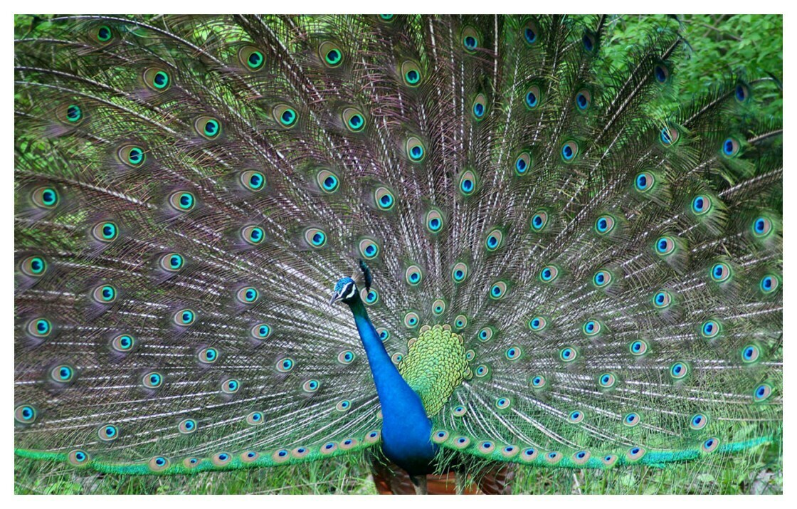 Beautiful-Blue-Peacock New Wallpapers