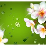Best Design of Plumeria Flowers Wallpaper for Mobile