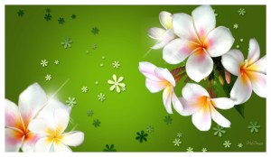 Best Design of Plumeria Flowers Wallpaper for Mobile