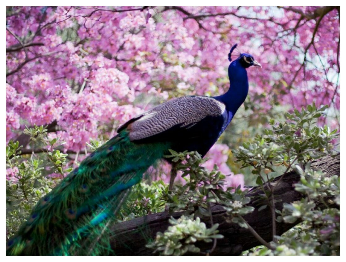 Peacock-Beautiful-HD New Wallpapers