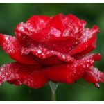 Red Rose in Rain Pictures