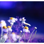 New Plumerias Flowers Wallpaper in HD