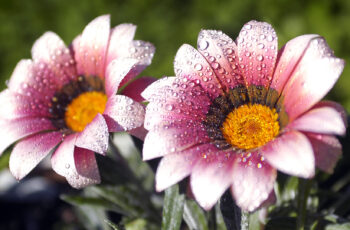 9 Beautiful HD flower Wallpaper for Desktop