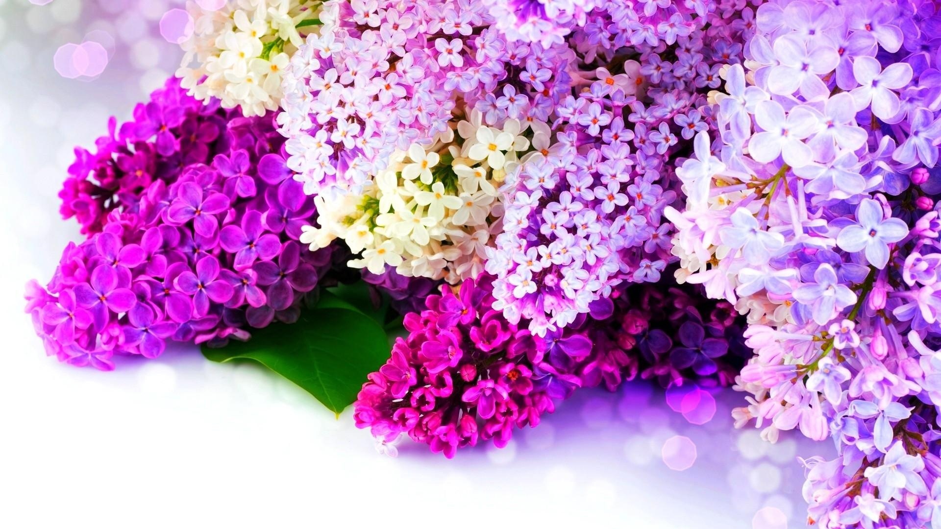 Latest Flowers Wallpapers HD Full HD 1080p (3)