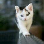 New hd cat wallpapers for mobile