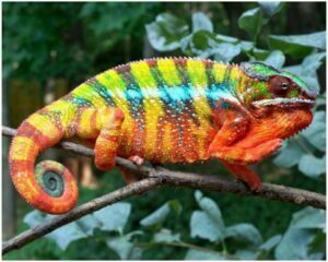 Best Photos of Panther Chameleons