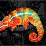 Download Panther Chameleons HD free
