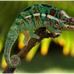 HD Shot of a Colorful Panther Chameleon