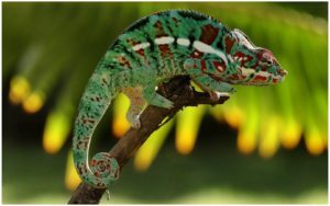 HD Shot of a Colorful Panther Chameleon