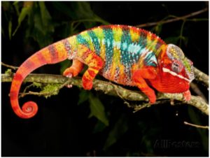 Most beautiful Animal Panther Chameleons Photos