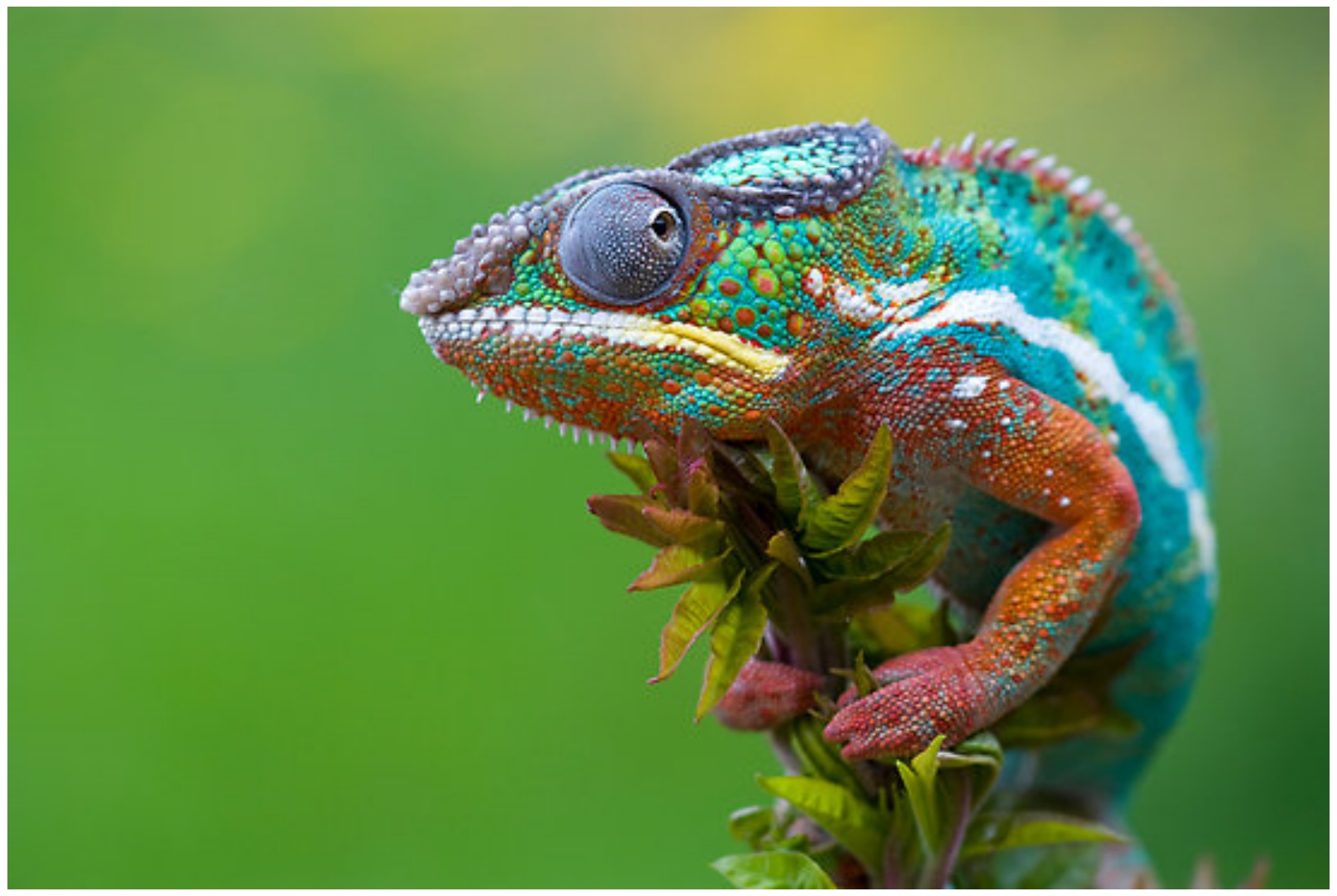 New Panther Chameleons HD Images Free fro Desktop