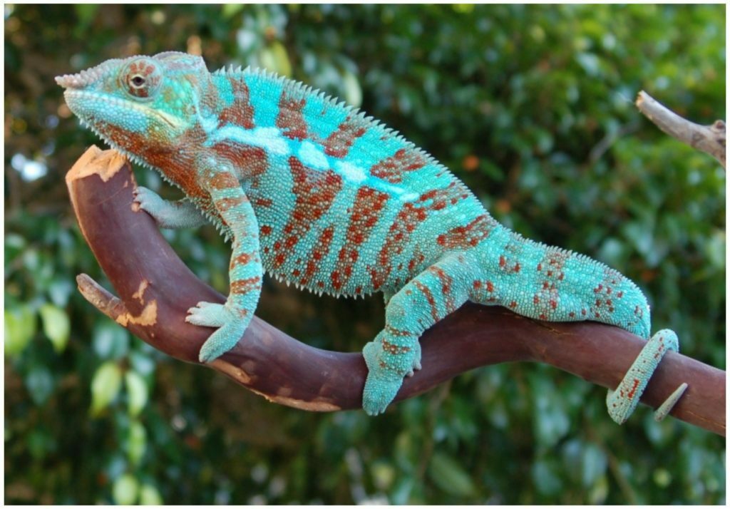 Panther Chameleons Latest 3D Pictures