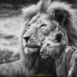Indian Forest Lion King Photos