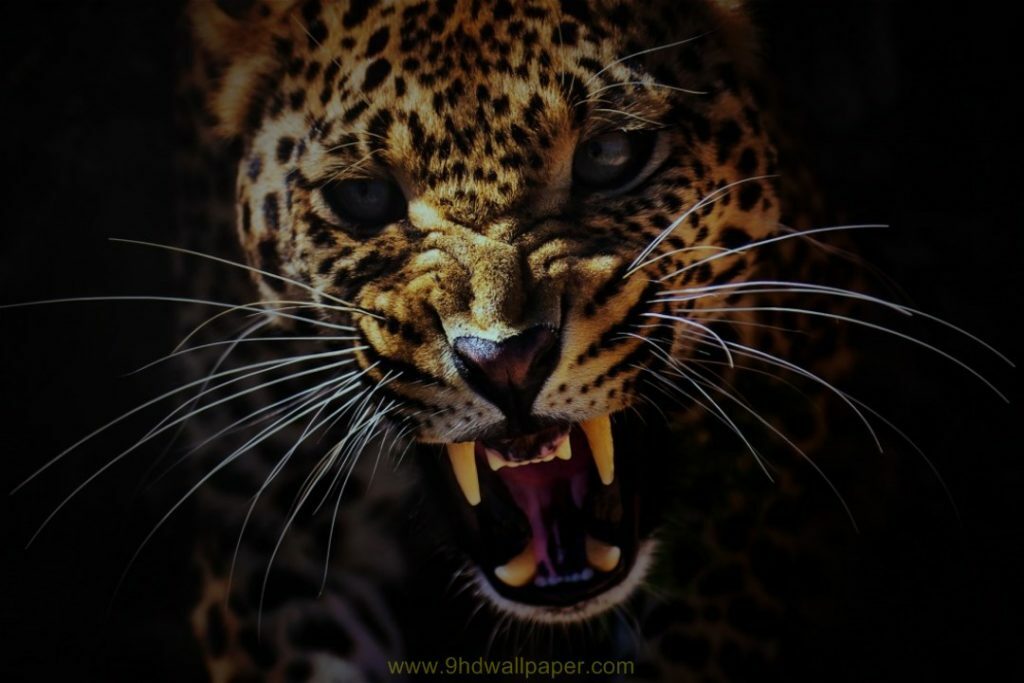 Wallpaper Wild Leopard Face in High Quality