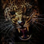 Wallpaper Wild Leopard Face in High Quality