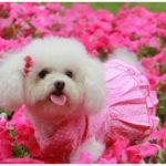Cute Baby dog images photos