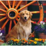 Dog with Flowers images photos