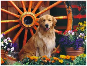 Dog with Flowers images photos