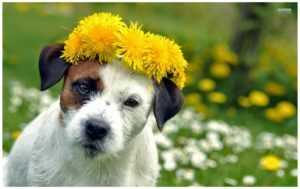 Dog Around Flowers images wallpapers