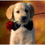 Dog with Flowers images