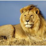 Lion Wallpapers Images 2018
