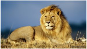 Lion Wallpapers Images 2018