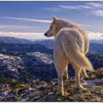 wolf-wallpaper Animals Photos
