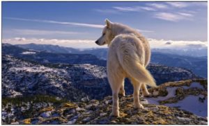 wolf-wallpaper Animals Photos