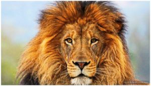 Lion Animal Widescreen Desktop Wallpepers