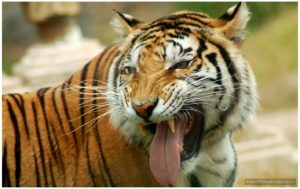 Tiger Lion zoo Full HD Images