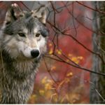 Red Wolf Wallpapers free Download
