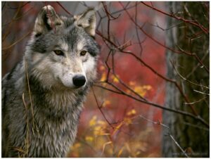 Red Wolf Wallpapers free Download