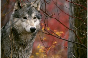 Grey Wolf wallpaper Animal Photos free download