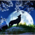 Wolf HD Images Backgrounds