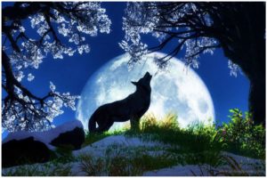 Wolf HD Images Backgrounds