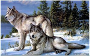Wolf Howling At Moon Wallpaper Animals