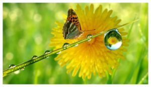 Download Water Droplet Flower Reflection
