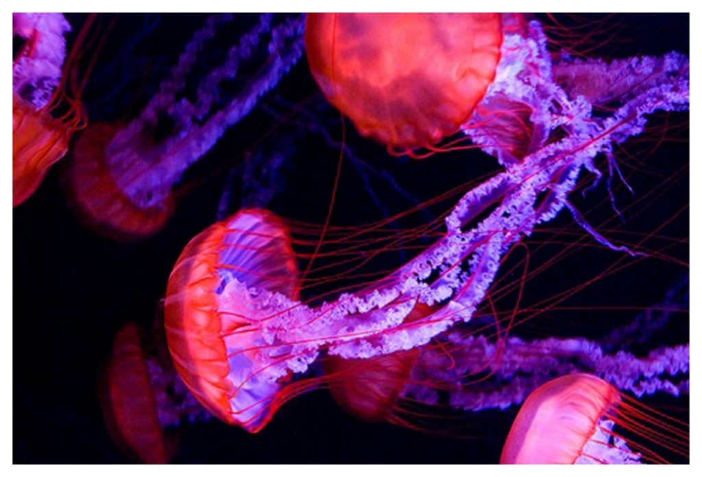 Moving Jellyfish Wallpaper