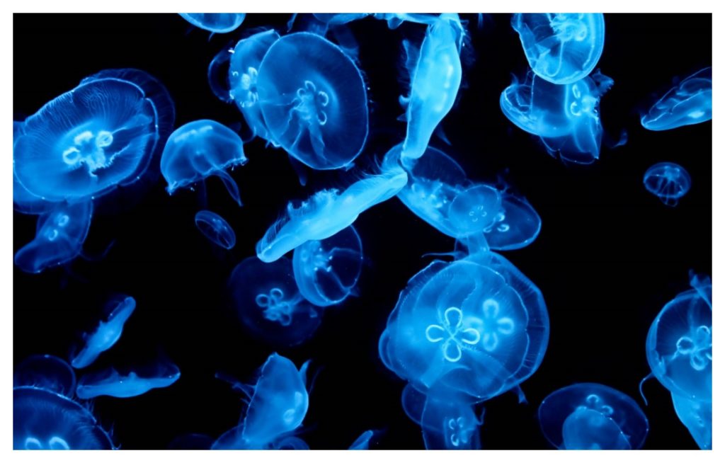 Jellyfish Hd Wallpapers 1080p
