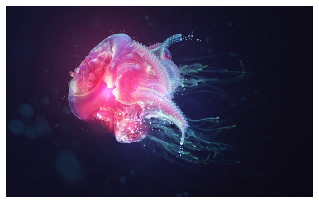 Jellyfish Wallpaper Iphone 6