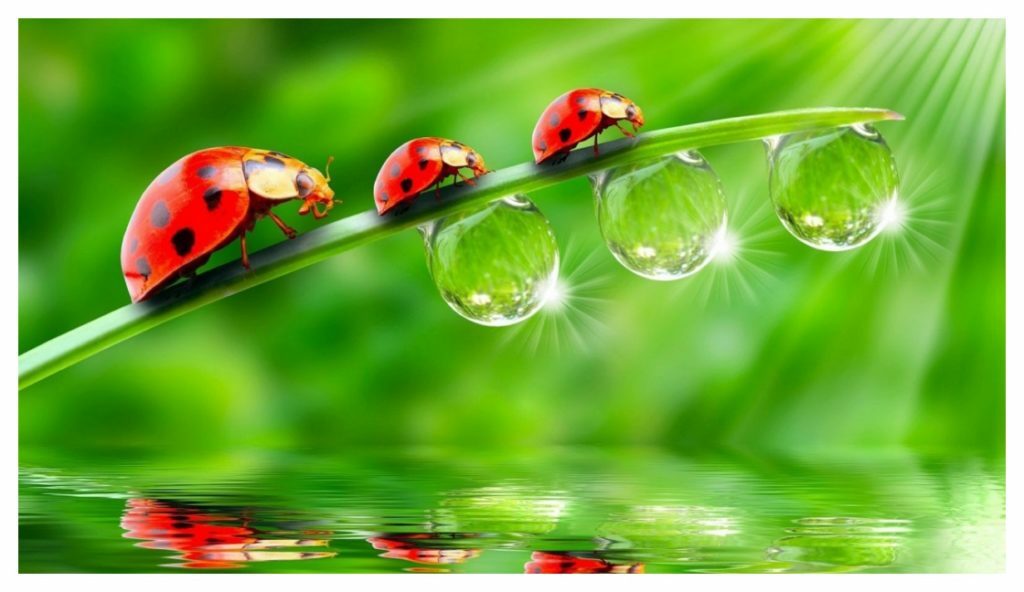 Wallpaper Leaves, Grass, Dew, Drops Free Photos Download