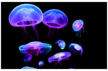Jellyfish Wallpapers Full HD 1080p Free Download