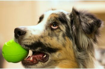 Ball in the Mouth of Dog Puppy Images