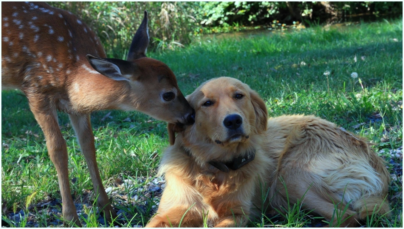 Deer friendshipn of Dog Puppy HD wallpapers