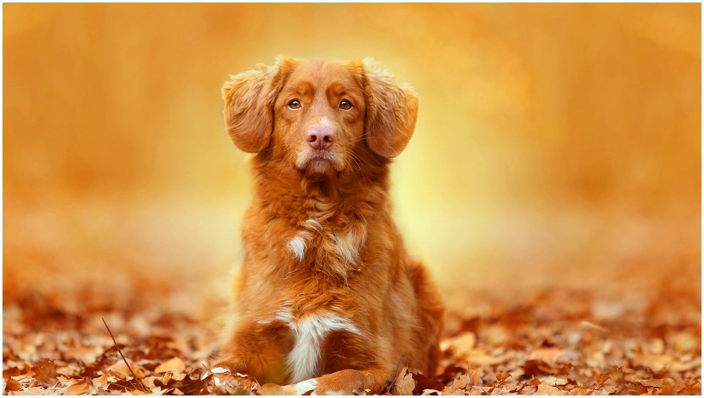Foliage Autumn Dog Puppy Images Download